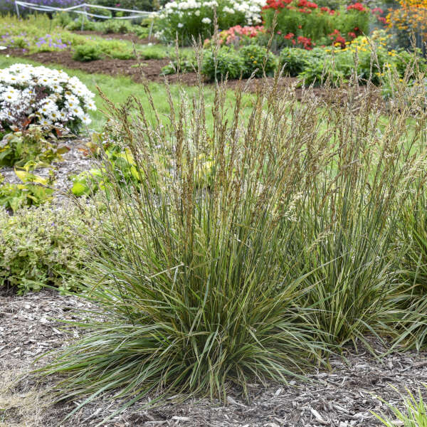 'Perfect Edging' <em>Festuca arundinacea</em>