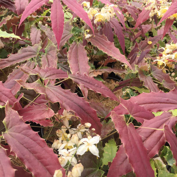 Photo Essay Extremely Attractive Foliage Perennial Resource