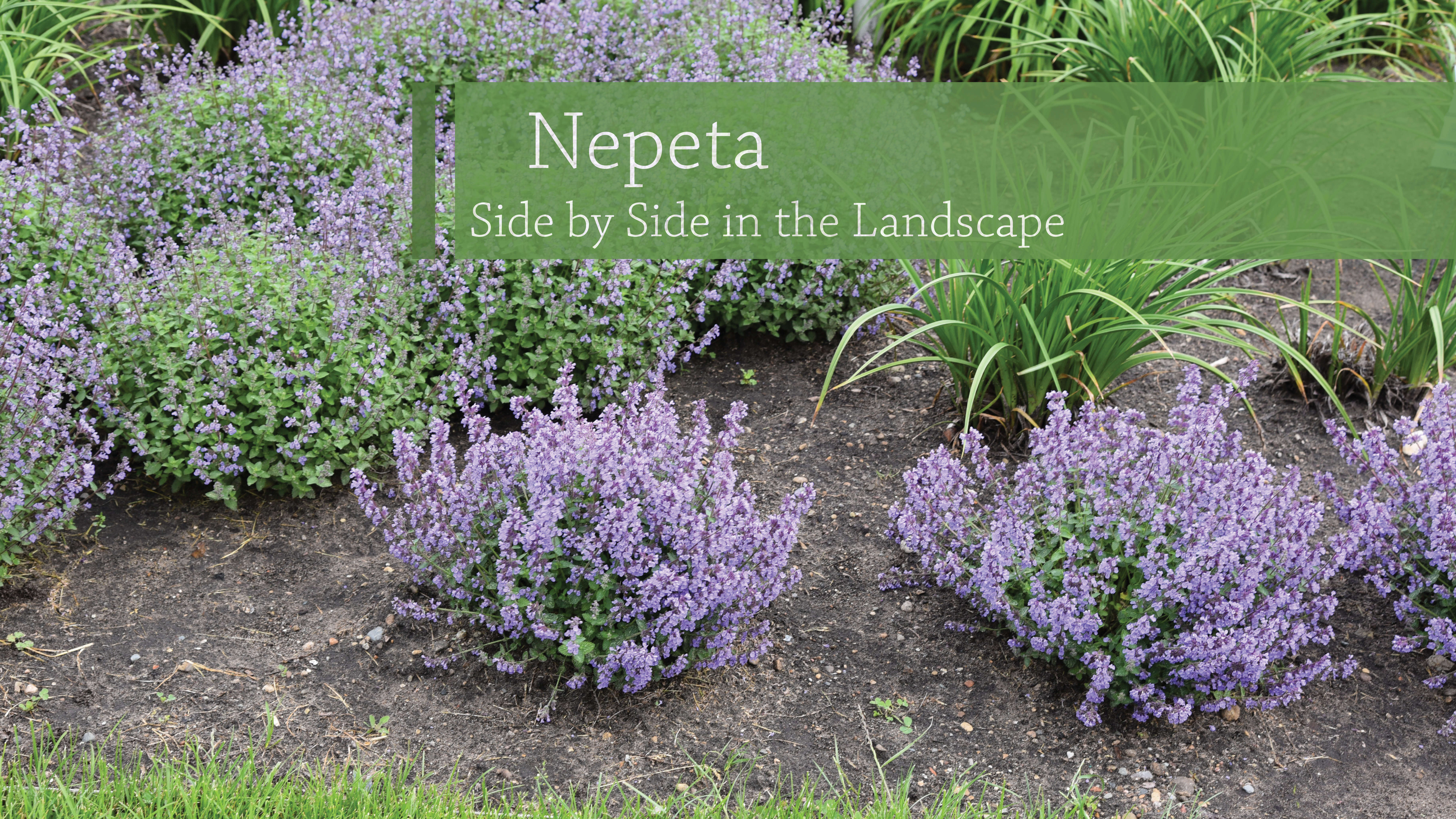 Nepeta Variety Comparison