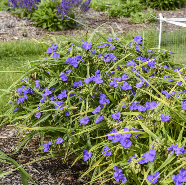 'Web Designer' <em>Tradescantia</em>