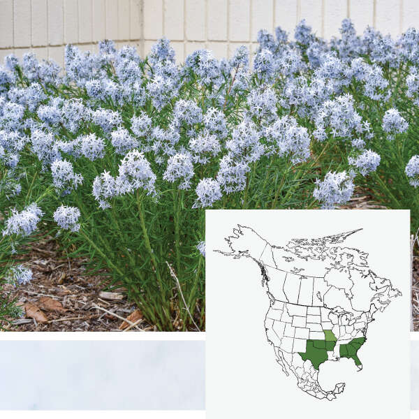 'String Theory' <em>Amsonia</em>