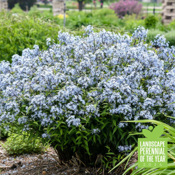 2024 - <em>Amsonia tabernaemontana</em> 'Storm Cloud'