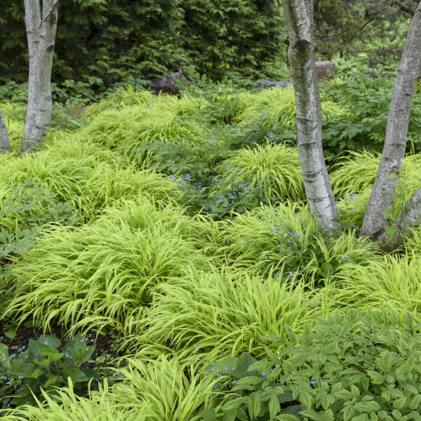 <em>Hakonechloa</em> (Hakone Grass, Japanese Forest Grass)