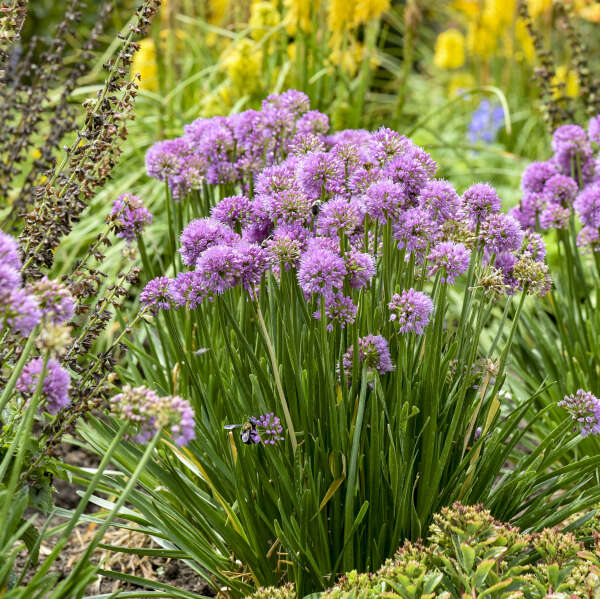 'All the Buzz' <em>Allium</em>