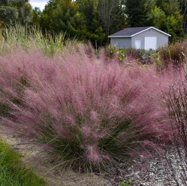 PRAIRIE WINDS&reg; 'Candy Floss' <em>Muhlenbergia capillaris</em>