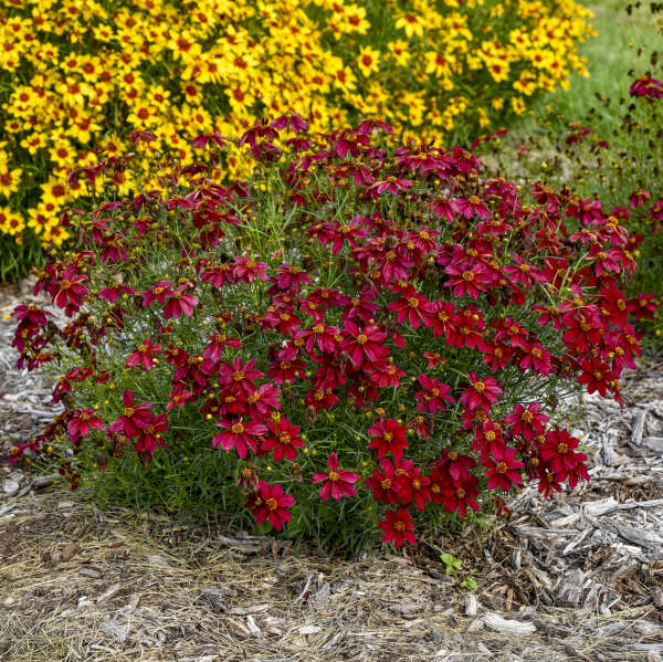 DESIGNER THREADS™ 'Scarlet Ribbons' <em>Coreopsis verticillata</em>