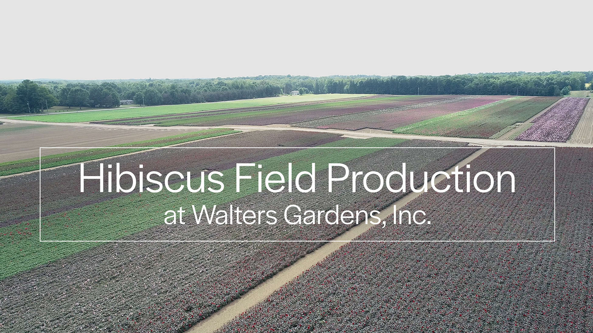 Hardy Hibiscus Fields as seen by Drone