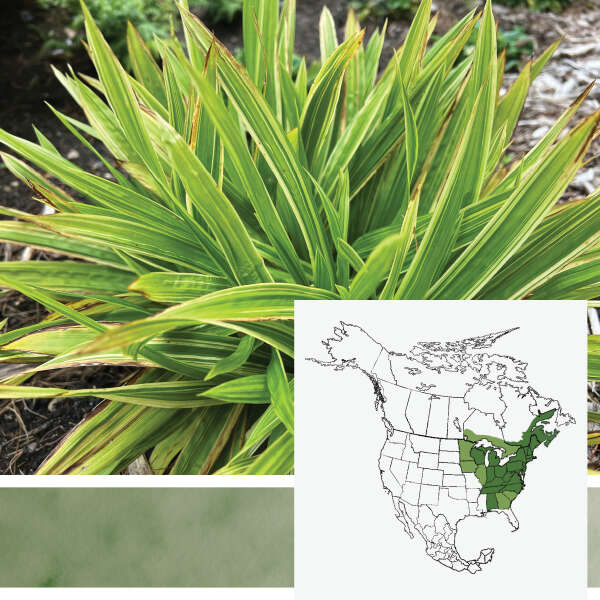 'Shade Fanfare' <em>Carex plantaginea</em>