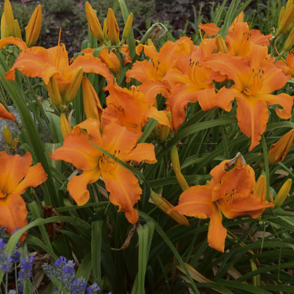 Photo Essay 19 Perennials For Clay Soil Perennial Resource