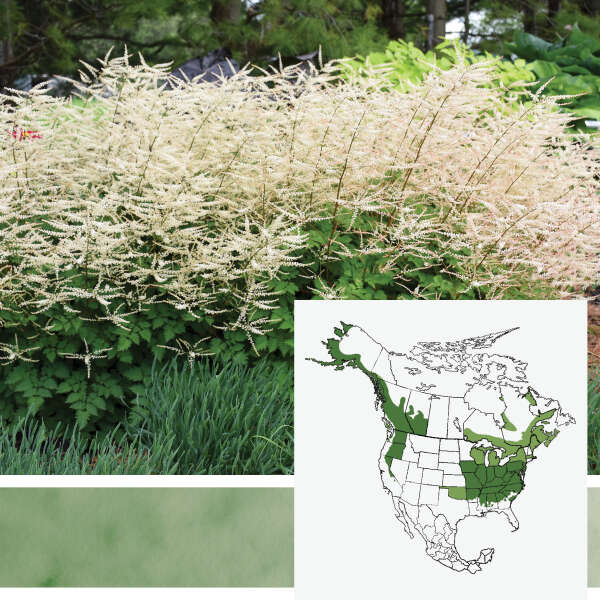 'Chantilly Lace' <em>Aruncus</em>