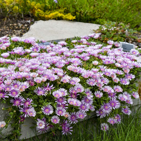 KALEIDOSCOPE™ 'Pink Radiance' <em>Delosperma</em>