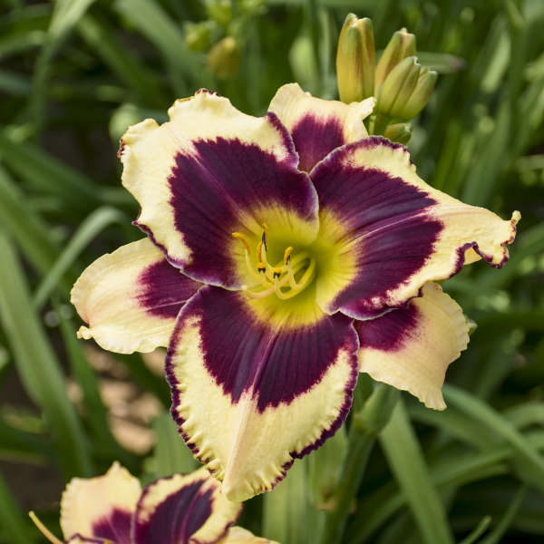 Image of Daylily early summer flowering perennial