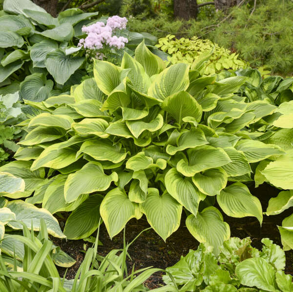 SHADOWLAND® 'Lone Star' <em>Hosta</em>