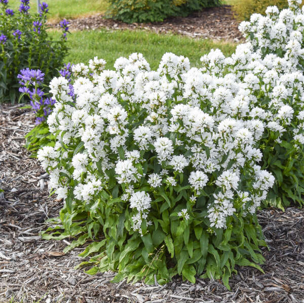 'Angel Bells' <em>Campanula glomerata</em>