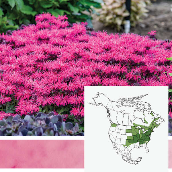 Leading Lady <em>Monarda</em>