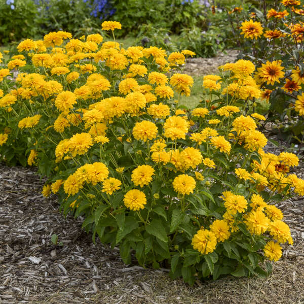 'Rays for Days' <em>Heliopsis helianthoides</em>