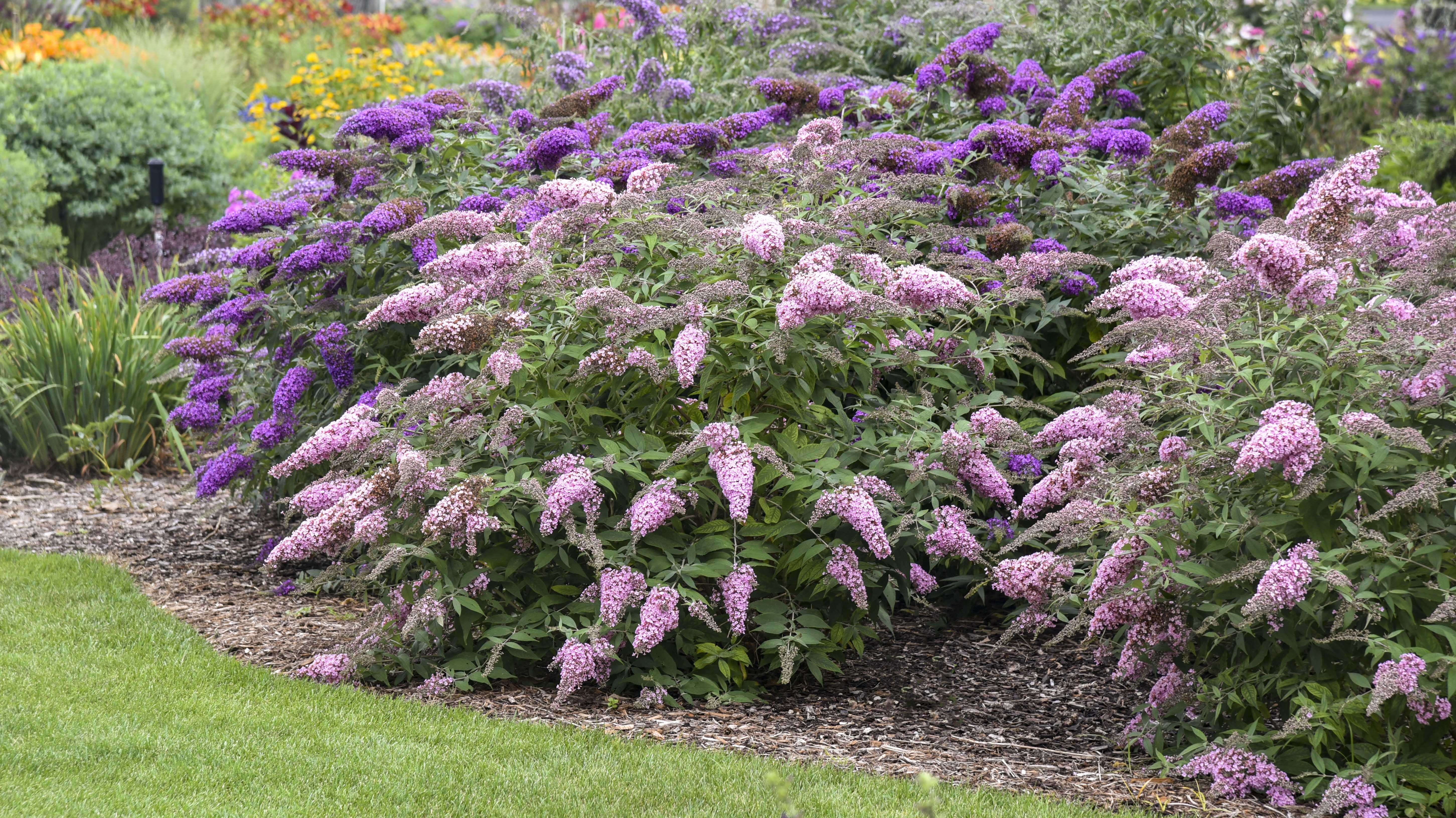 Buddleia Collection Comparison