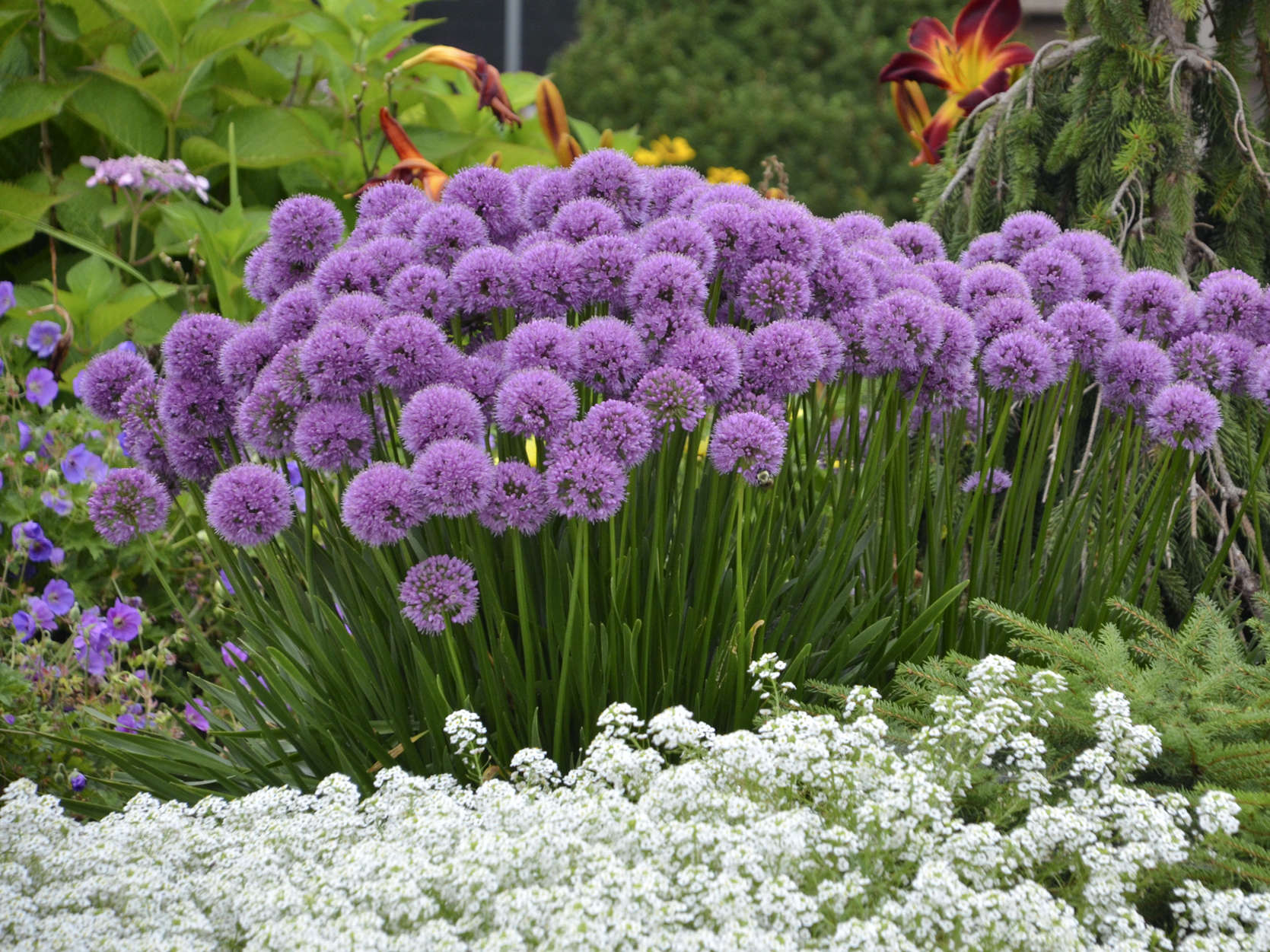 2018 Perennial Plant of the Year - Allium 'Millenium'