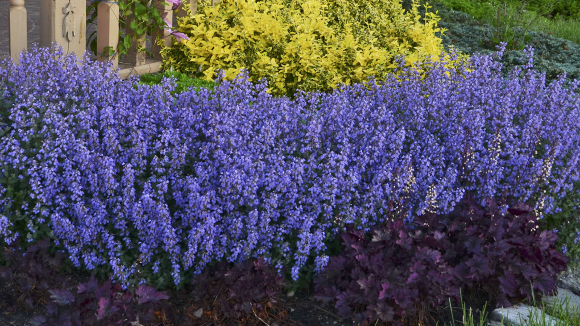 Nepeta 'Cat's Pajamas' (Catmint) - Cavano's Perennials