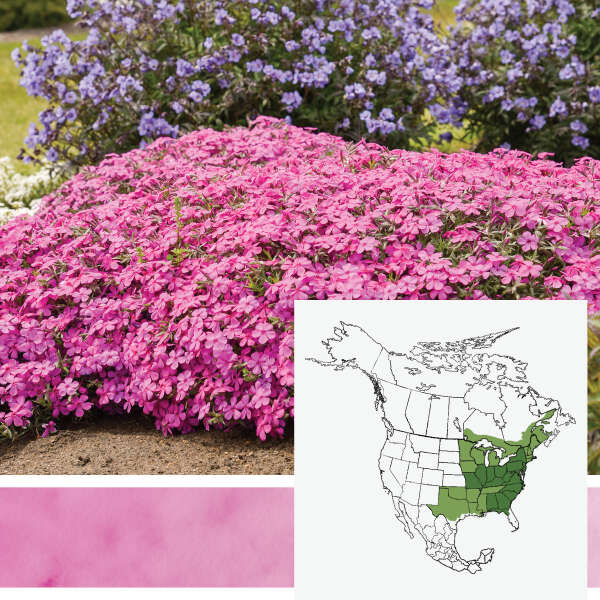 SPRING BLING&reg; <em>Hybrid Creeping Phlox</em>