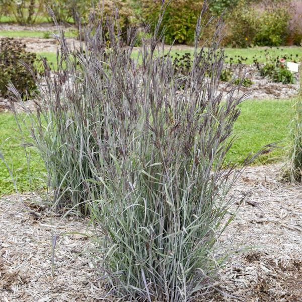 PRAIRIE WINDS&reg; 'Blue Steel' <em>Andropogon</em>