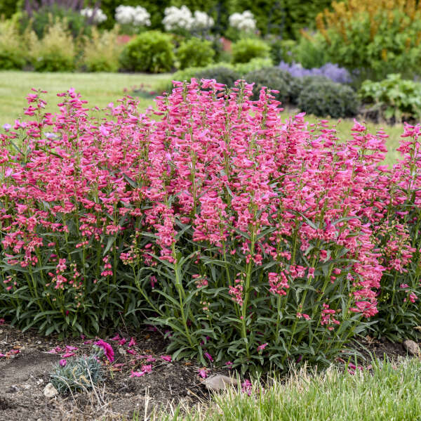 BEJEWELED™ 'Pink Pearls' <em>Penstemon barbatus</em>