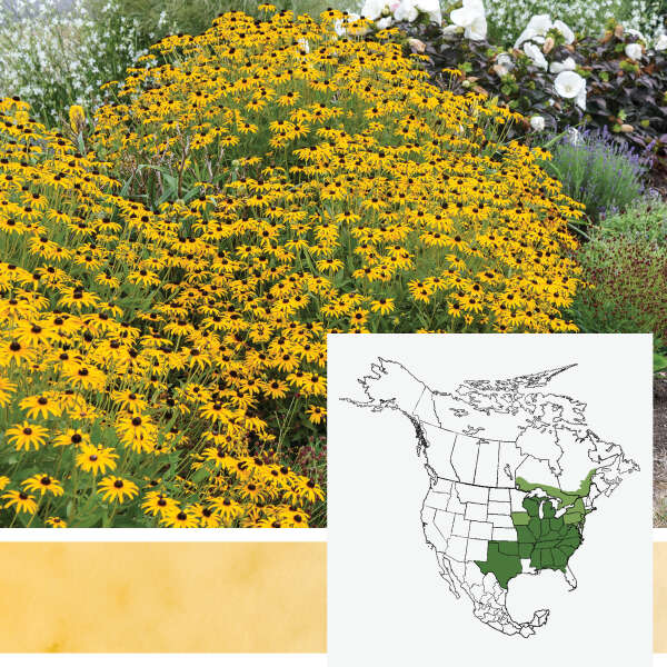 'Treasure Trove' <em>Rudbeckia</em>