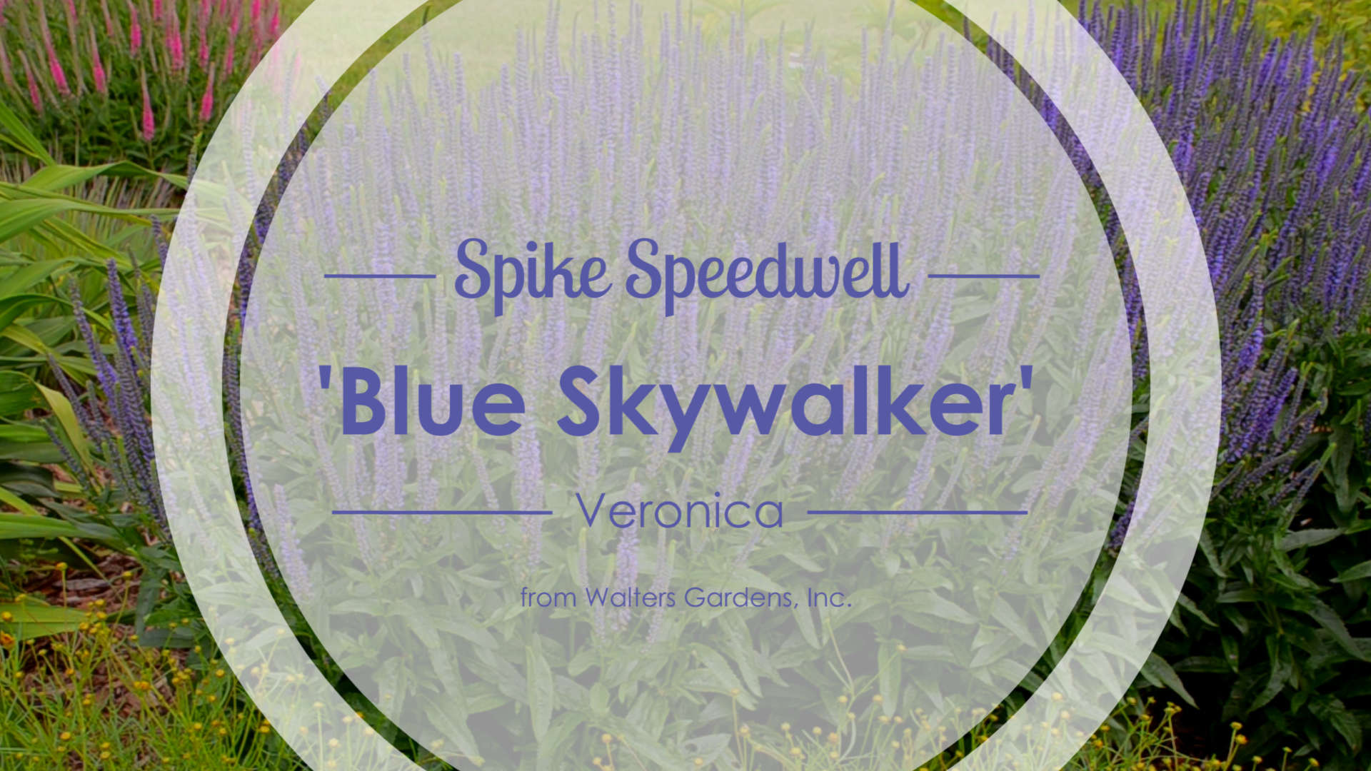 Veronica 'Blue Skywalker' Spike Speedwell