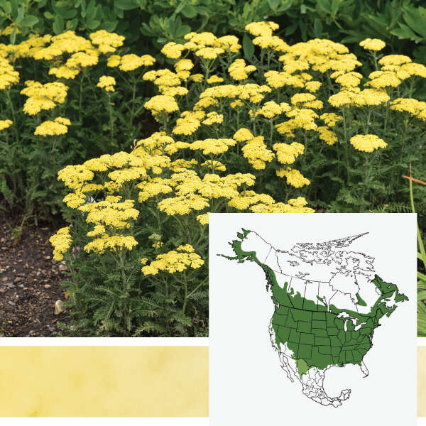 Firefly <em>Achillea</em>