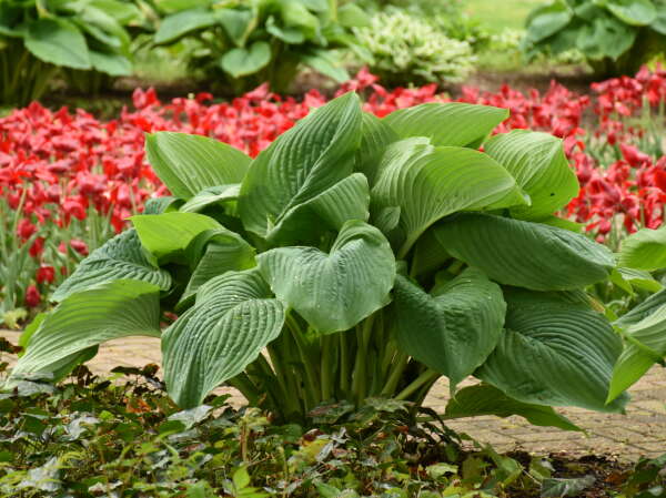 Proven Winners® Hosta of the Year
