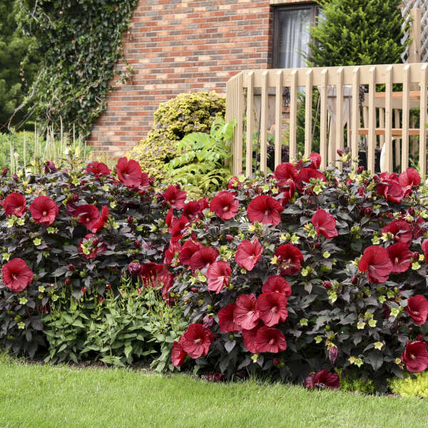 Why all the love for Summerific® Hibiscus?