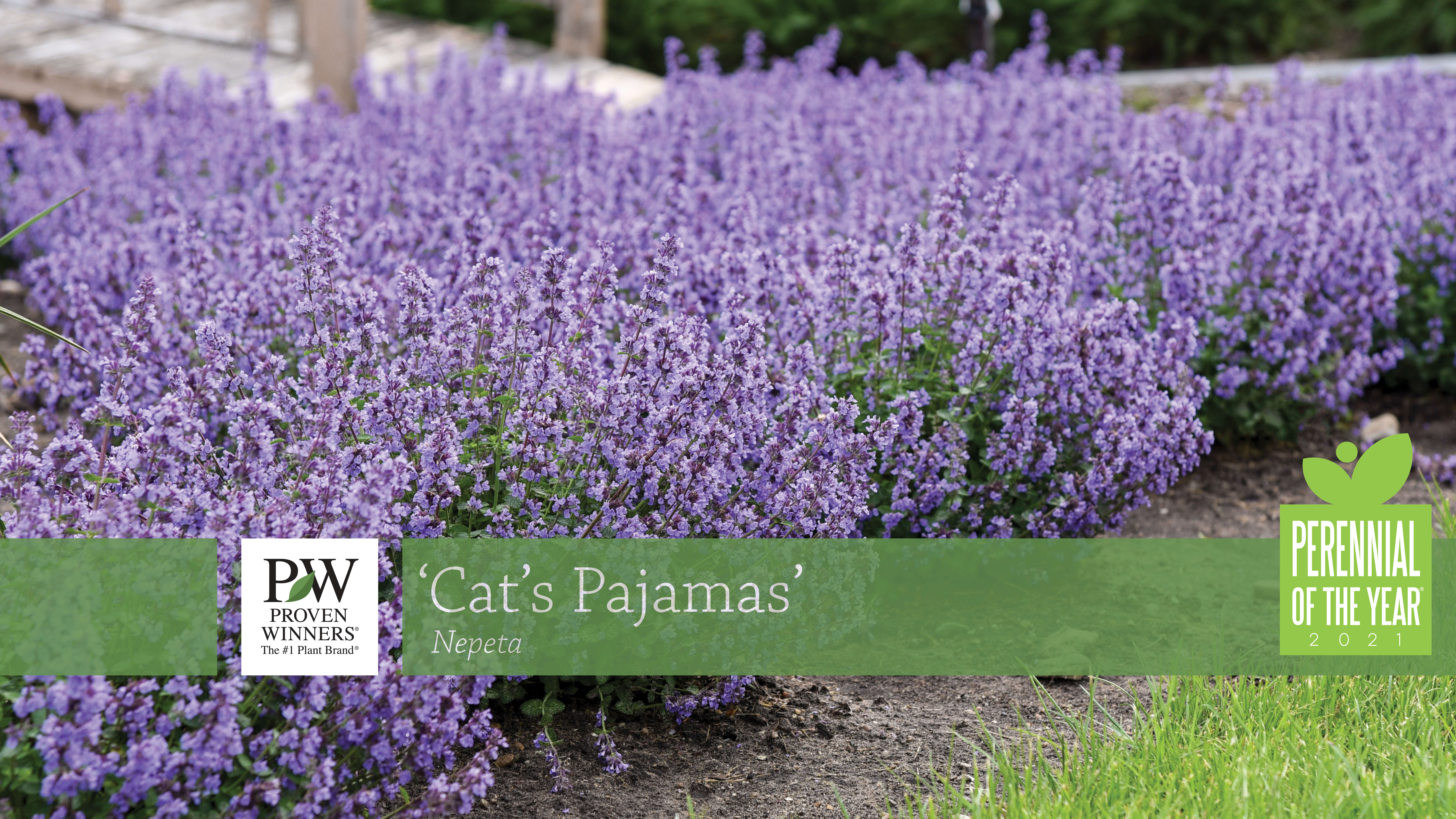 Nepeta 'Cat's Pajamas' Catmint