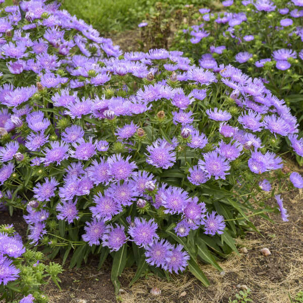 TOTALLY STOKED™ 'Riptide' <em>Stokesia laevis</em>