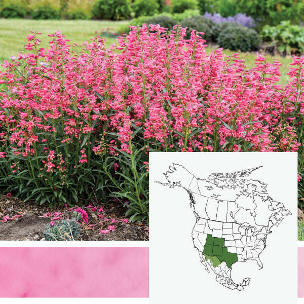 BEJEWELED&reg; <em>Penstemon barbatus</em>
