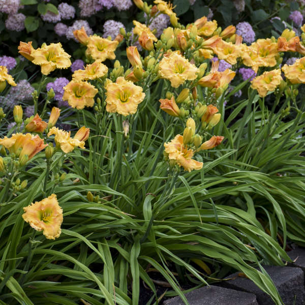 Plants That Grow Back Every Year : I Love These Hardy Hibiscus That Come Back Every Year Have Several Varieties Around My Pool Hardy Hibiscus Beautiful Flowers Landscaping With Rocks - Perennial plants can be thought of as a gardener's best friend.