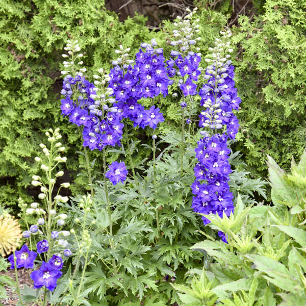 'Violets are Blue' <em>Delphinium</em>