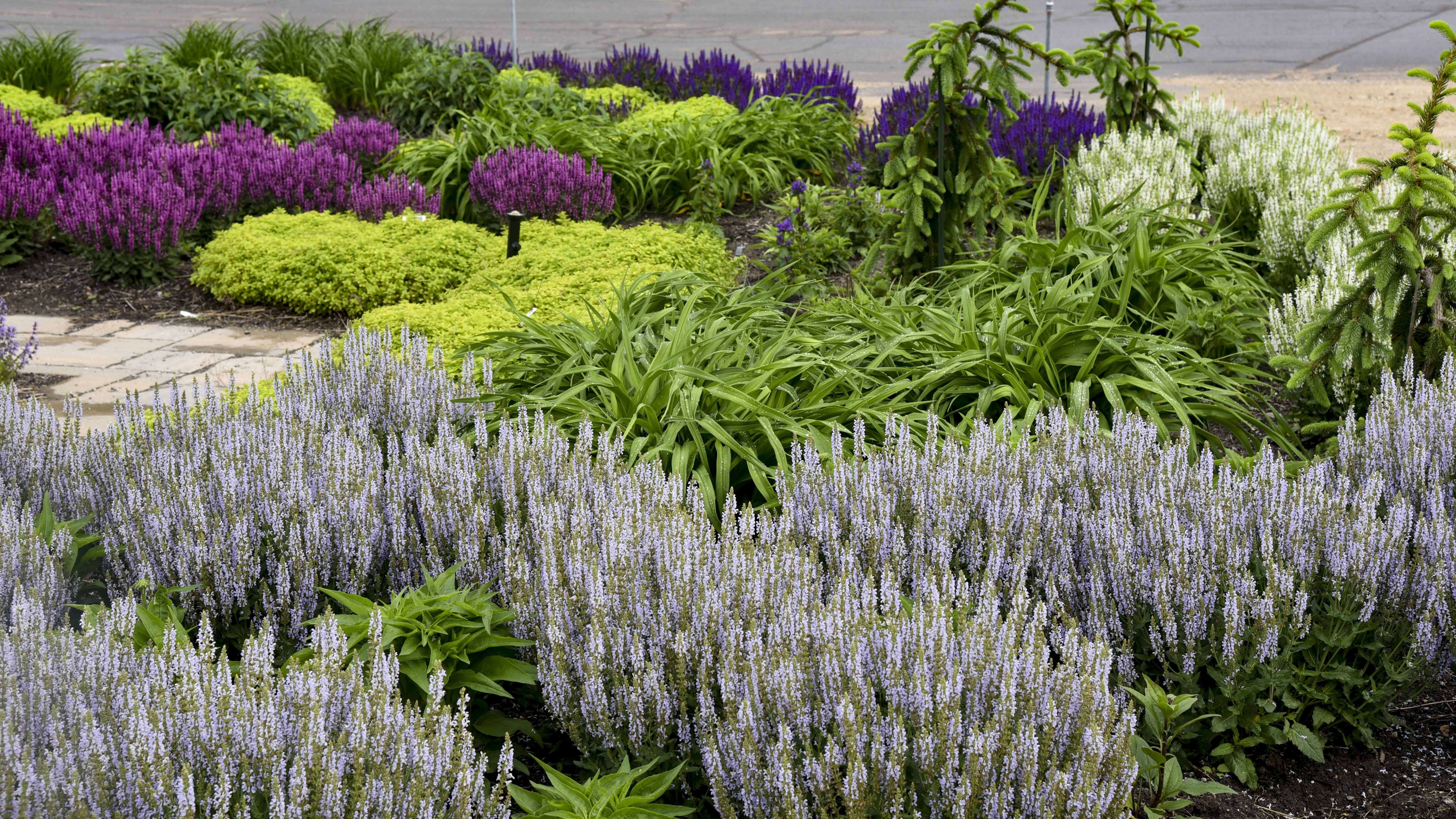 Walters Gardens: 'Cat's Pajamas' Nepeta, the 2021 National Perennial of the  Year® - Garden Center