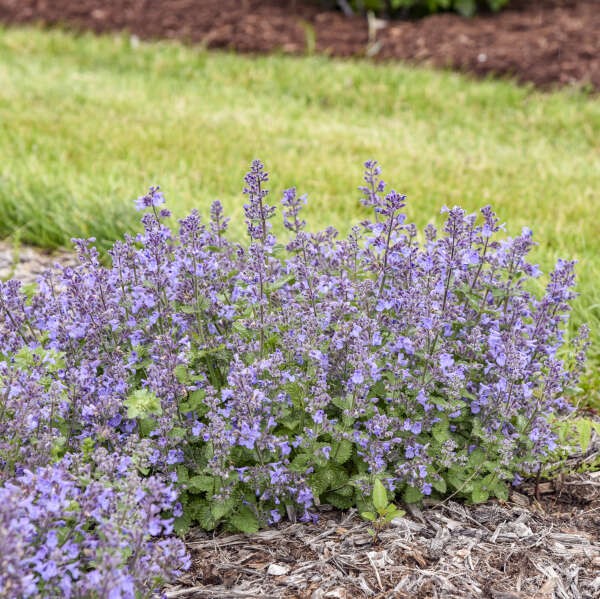 'Catwalk Queen' <em>Nepeta</em>