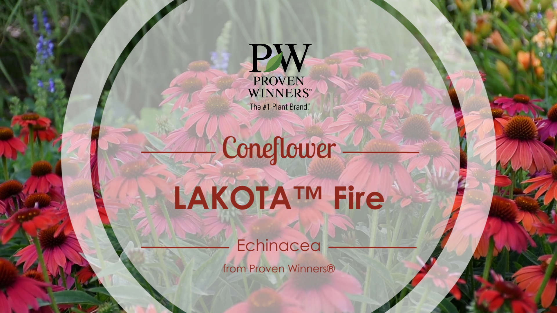 Echinacea LAKOTA™ Fire Coneflower