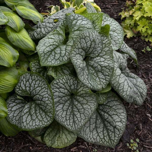 Photo Essay Shade Perennials That Aren T Hostas Heucheras Or Ferns Perennial Resource