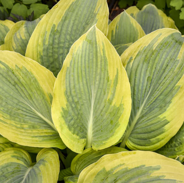 SHADOWLAND® 'Chance Encounter' <em>Hosta</em>