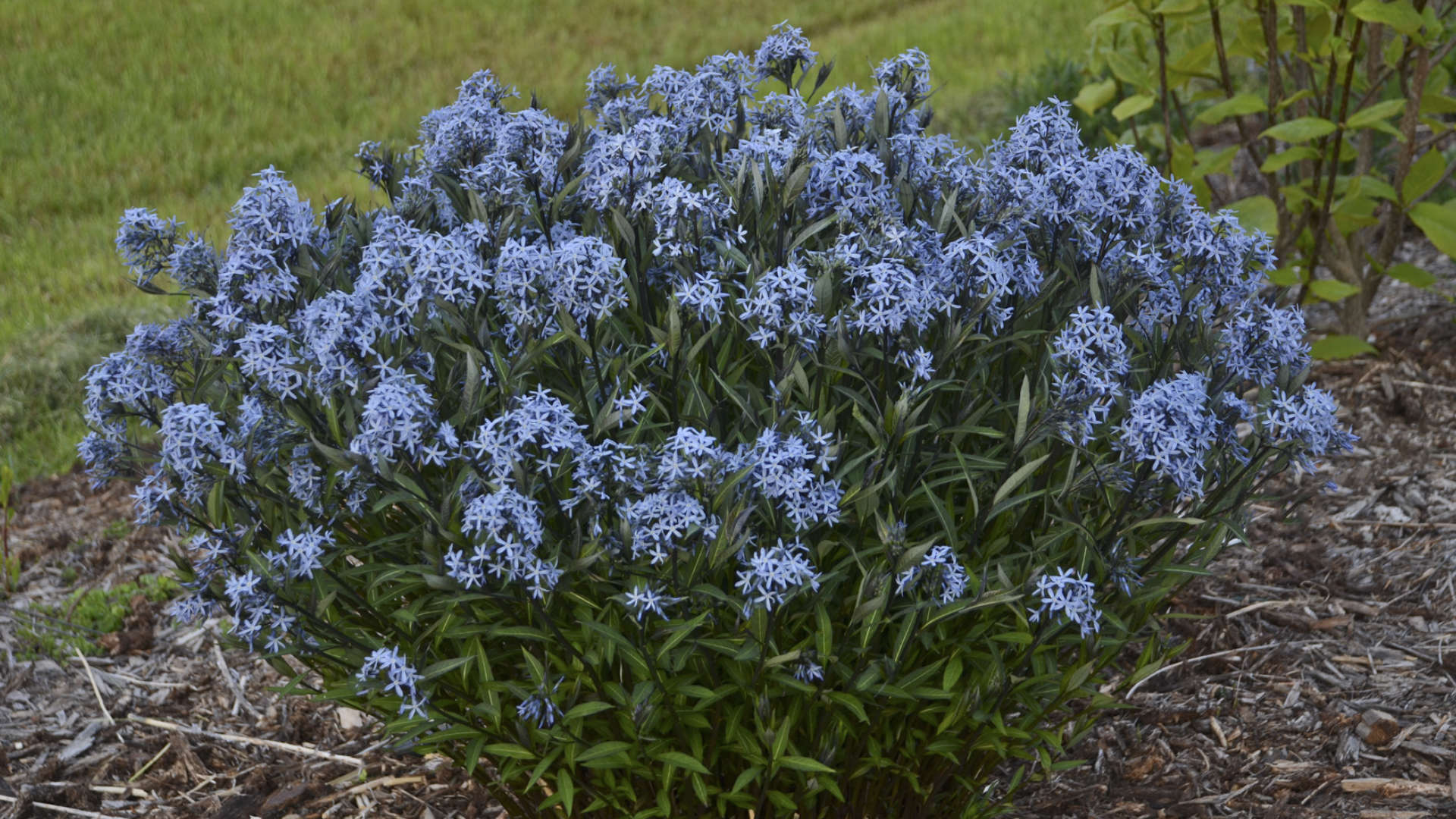 Amsonia Hubrichtii Walters Gardens Inc