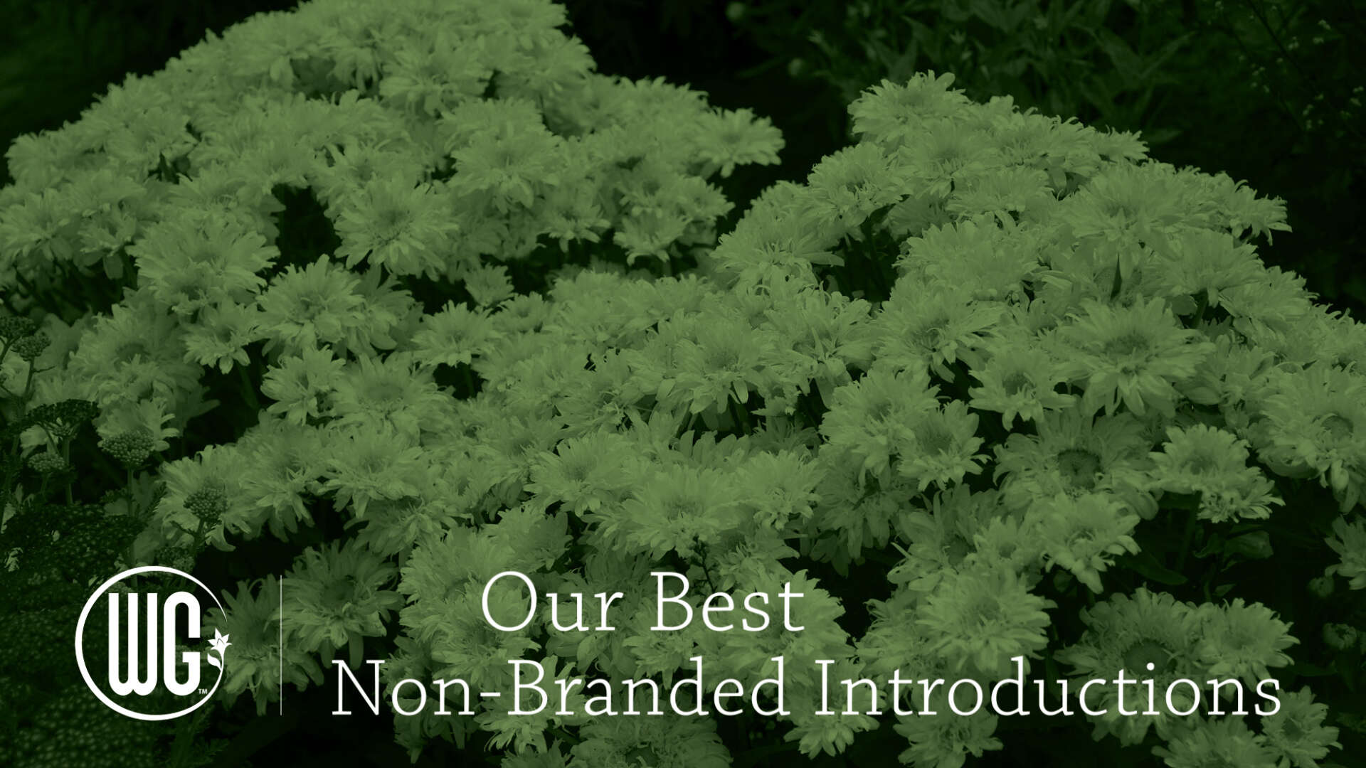 Our Best Non Branded Plant Introductions (Retail 2021)