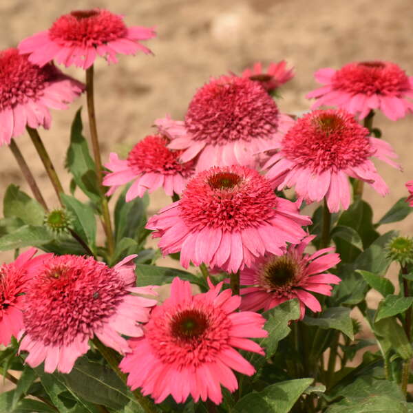 DOUBLE CODED® 'Coral Cranberry' <em>Echinacea</em>