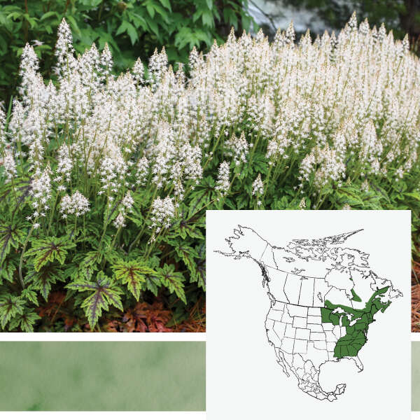 'Cutting Edge' <em>Tiarella</em>