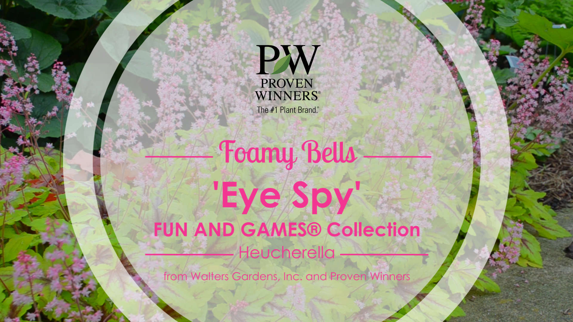 Heucherella 'Eye Spy' Foamy Bells
