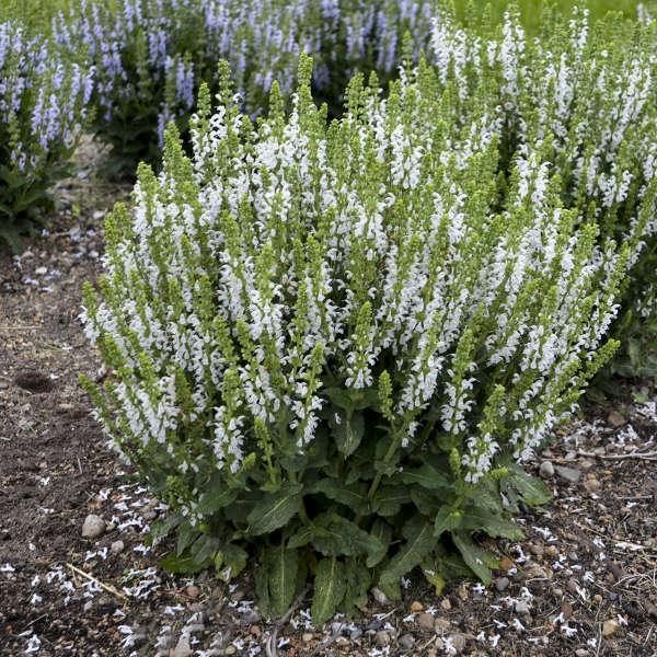 'White Profusion' <em>Salvia nemorosa</em>