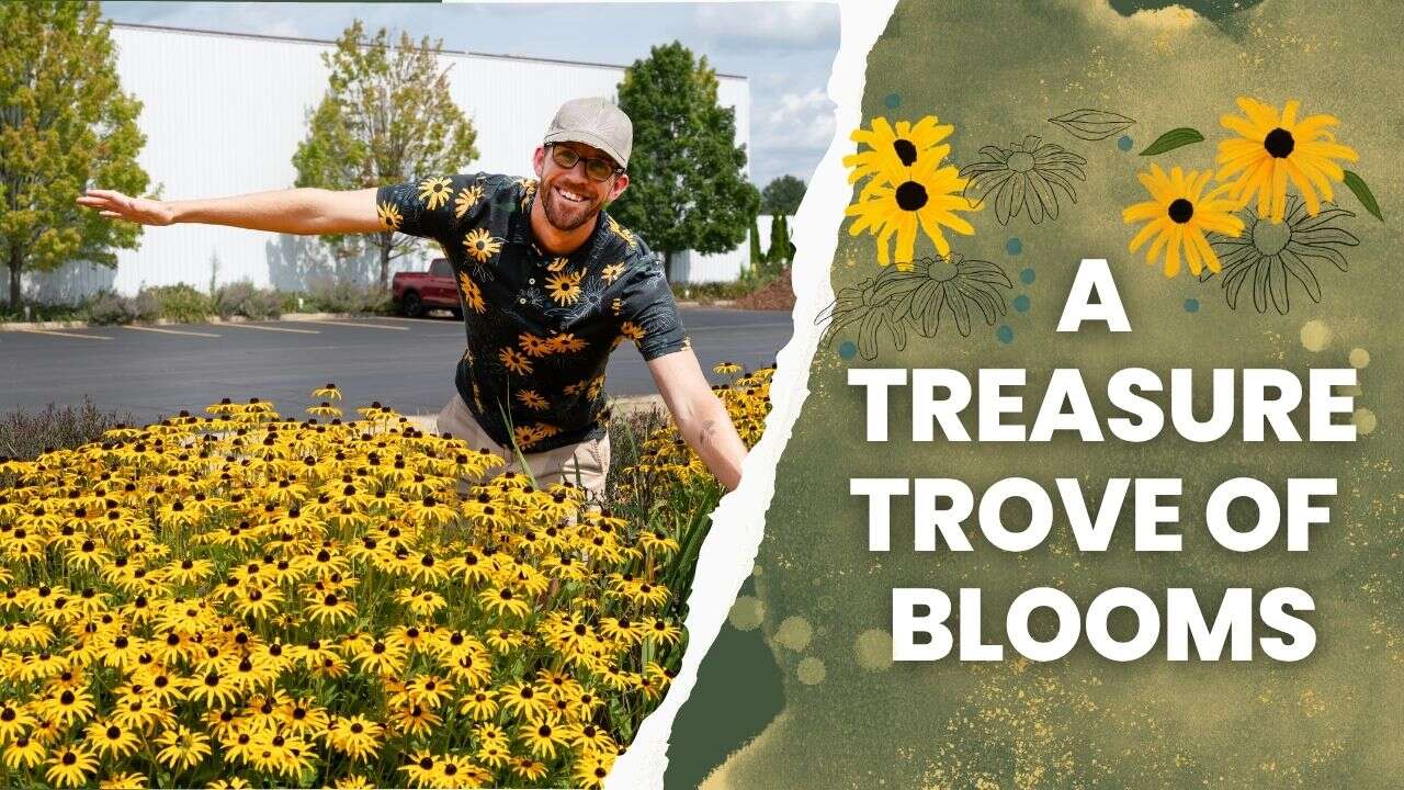 This Black-Eyed Susan is Built Different | Walters Gardens