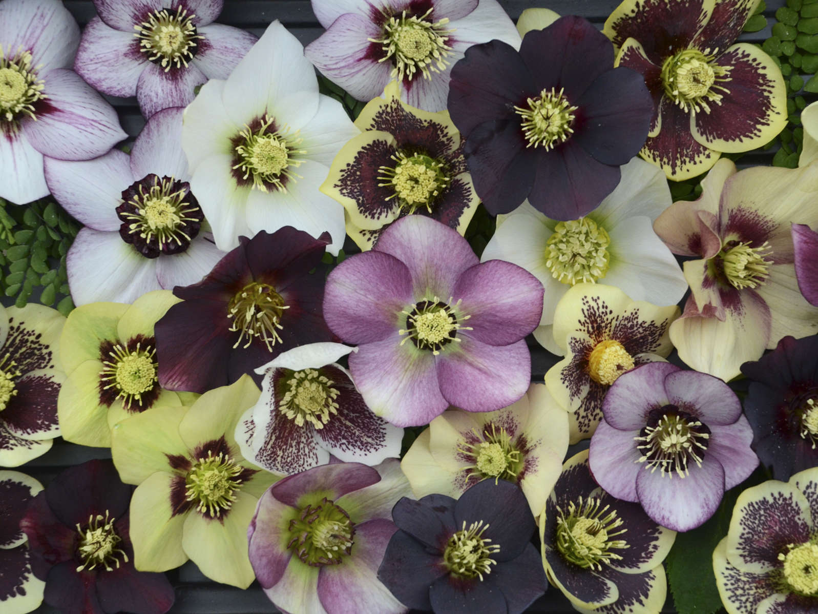 Hellebores for Fall Planting