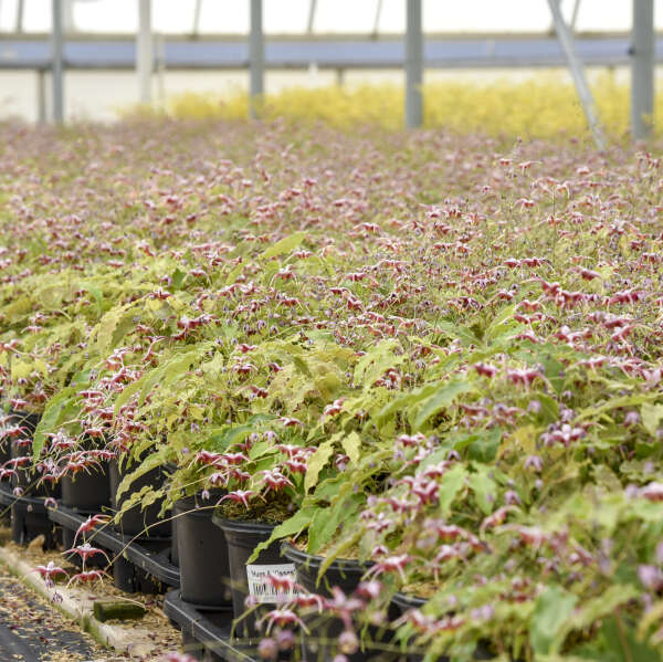 'Hugs and Kisses' <em>Epimedium</em>